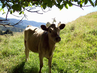 Reekie the cow at kairuru B&B near nelson New Zealand