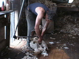 Lamb crutching at Kairuru farm