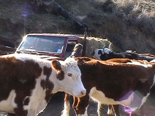 Feeding hay winter time at Kairuru Farmstay 