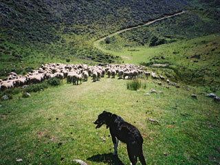 Ralph mustering at Kairuru Accomodation,bed & breakfast, near Nelson , New zealand